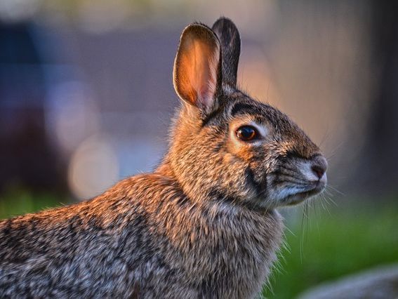 Rabbits