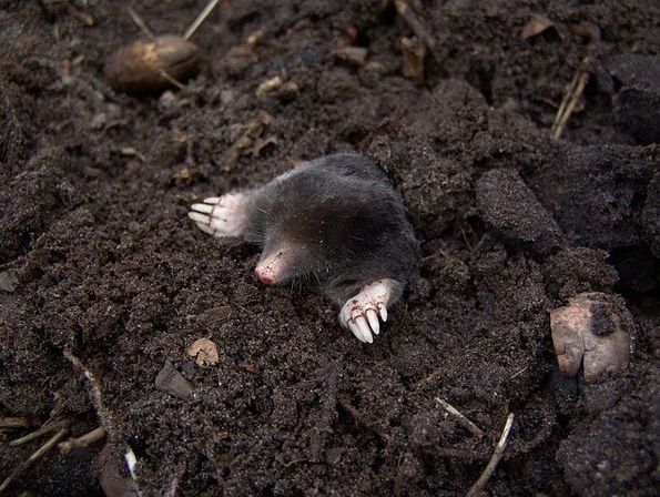 Moles